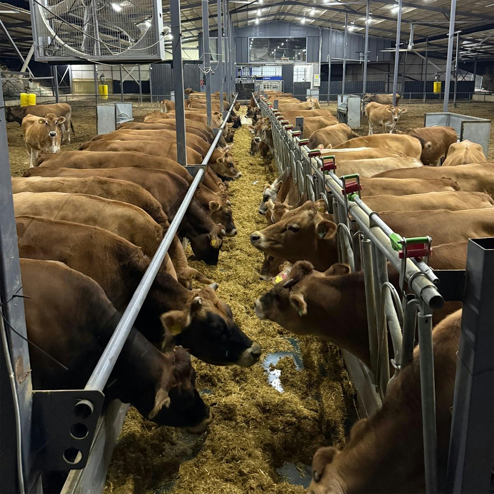 Dairy cows eating at the feed fence in a barn