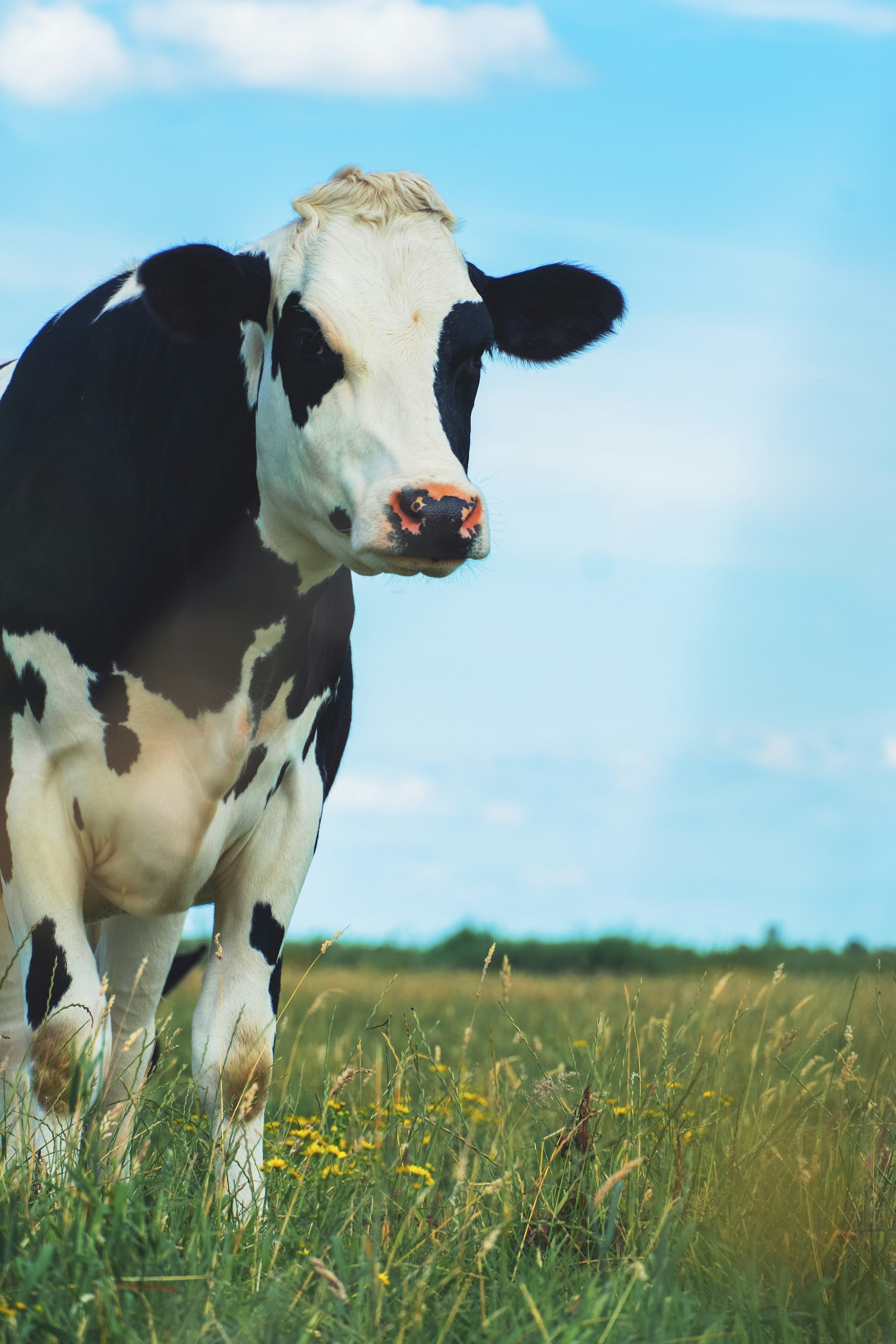 Holstein dairy cow in a green pasture